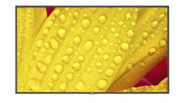 60005048, Display, IPS, 3840 x 2160, 8000:1, 43", NEC